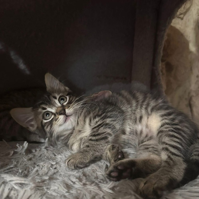 Photo of Griffin