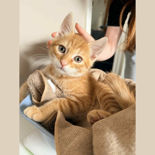 Photo of June & Simba 