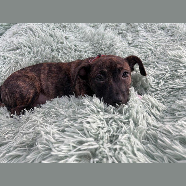Photo of Babychino