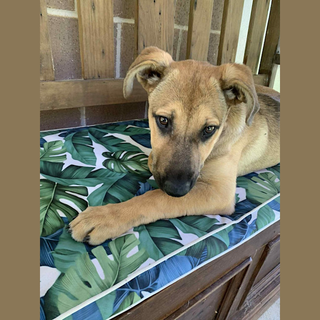 Photo of Nessa Rose   5 Month Old German Shepherd X