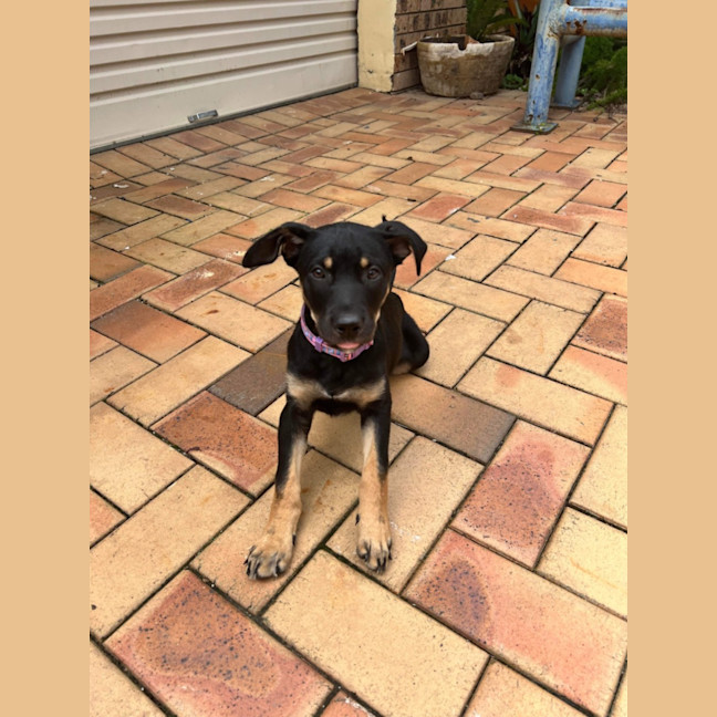 Photo of Maisy