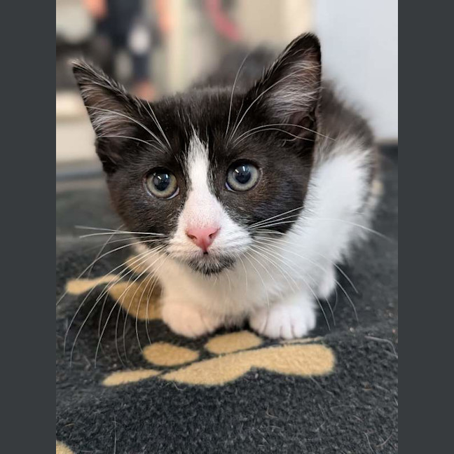 Photo of Tippy
