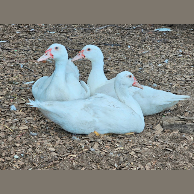 Photo of Hughie, Dewey & Louie