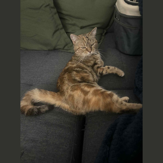 Photo of Lady Saffron