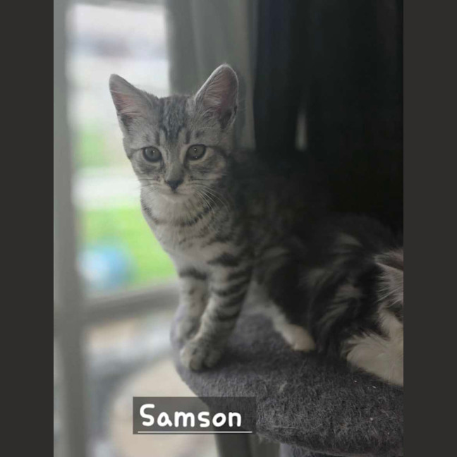 Photo of Samson