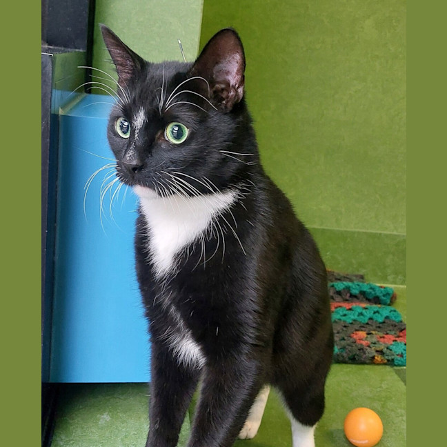 Photo of Chilli