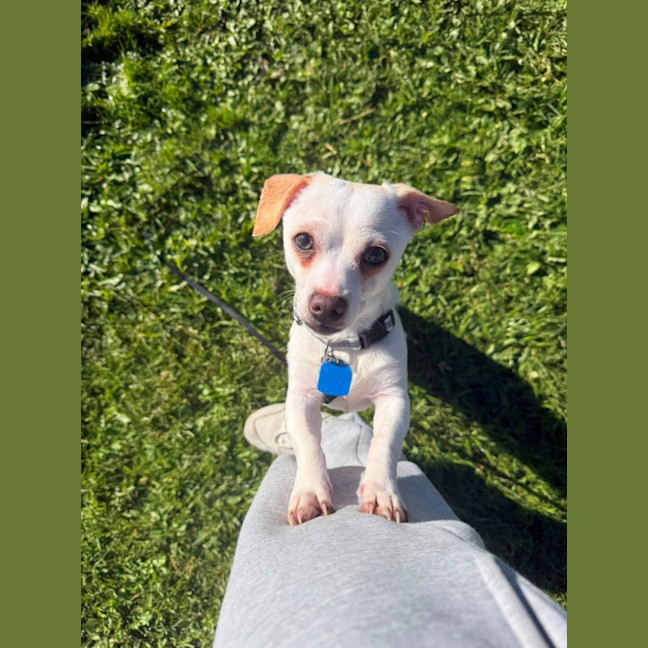 Photo of Slinky