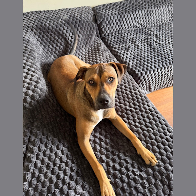 Photo of Buddy