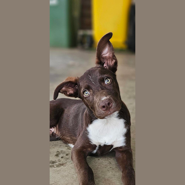 Photo of Wicket