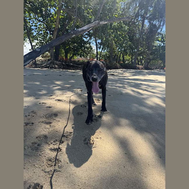 Photo of Shadow