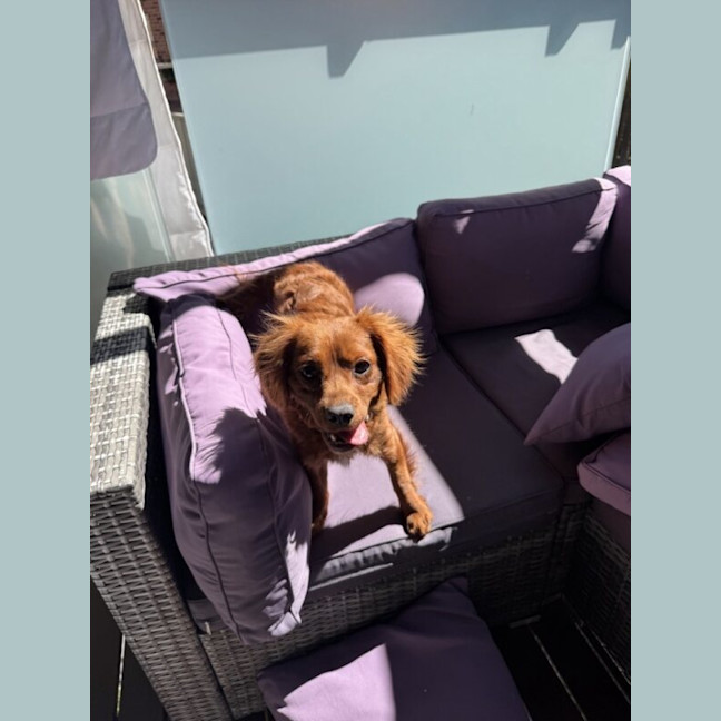 Photo of Hugo
