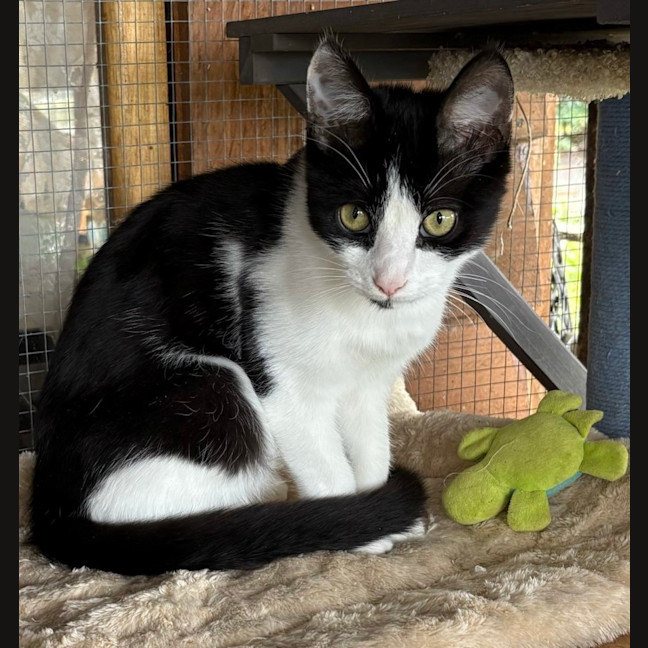 Photo of Snowball