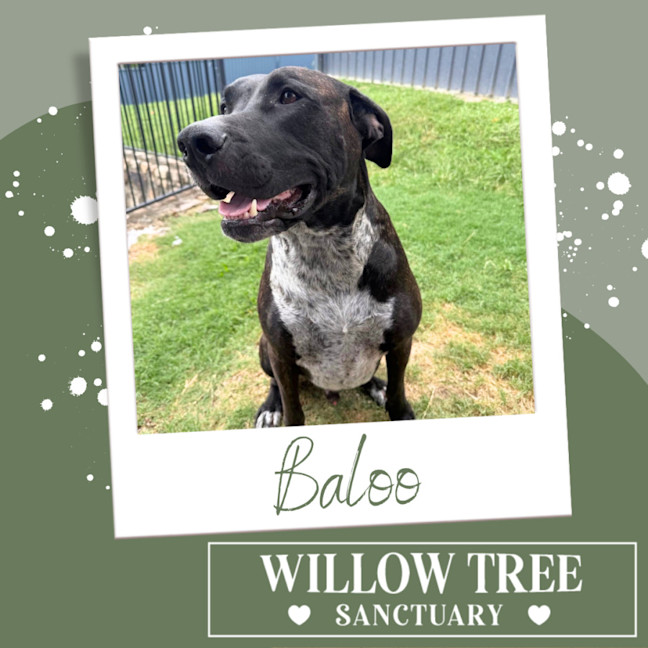Photo of Baloo