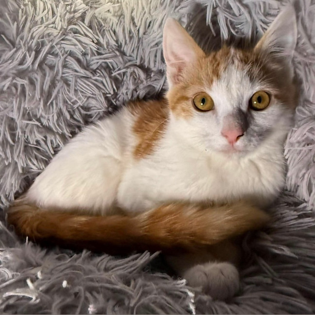 Photo of Bowser