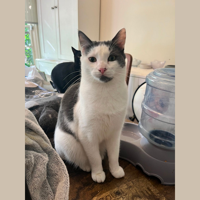 Photo of Admiral Turbo Meowington Iii *9 Lives Project*