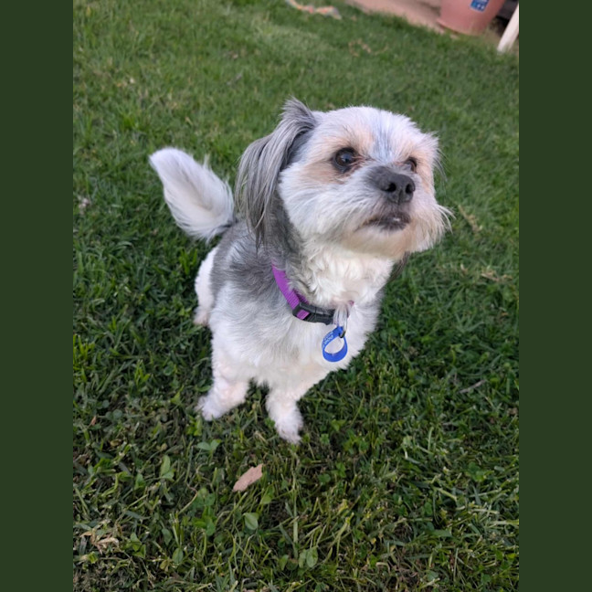Photo of Arlo   2 Year Old Maltese X