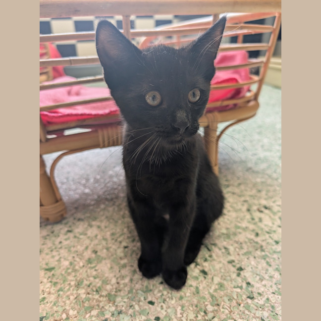 Photo of Xena