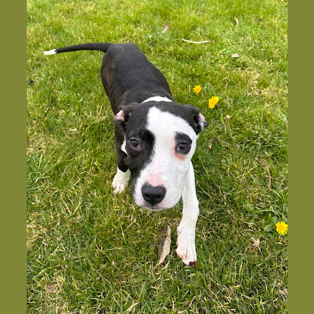 Photo of Murphy