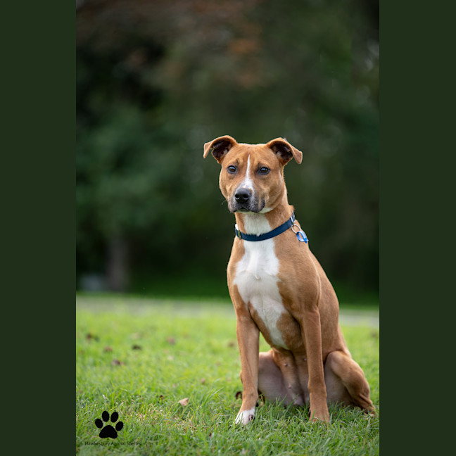 Photo of Cherry