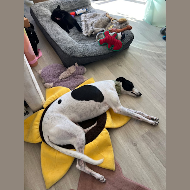 Photo of Panda, The Greyhound