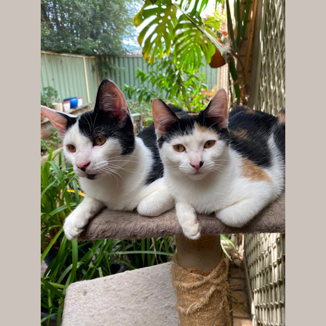 Photo of $300 Pirate 🐾