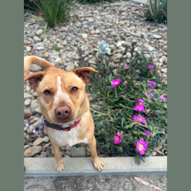 Photo of Honey