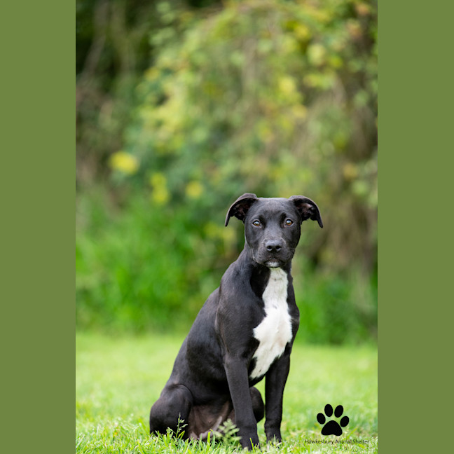 Photo of Sapphire