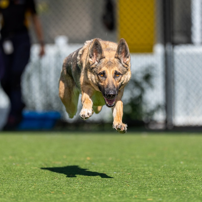 Photo of Stella Imp 10