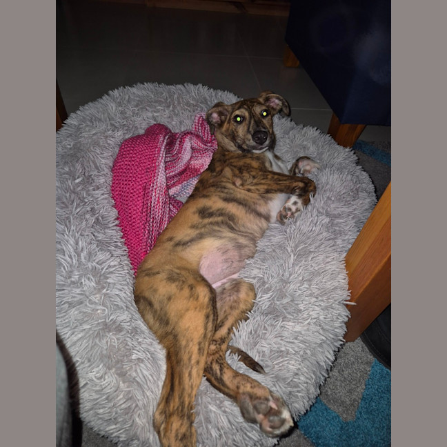 Photo of Tilly   8 Month Old Kelpie X