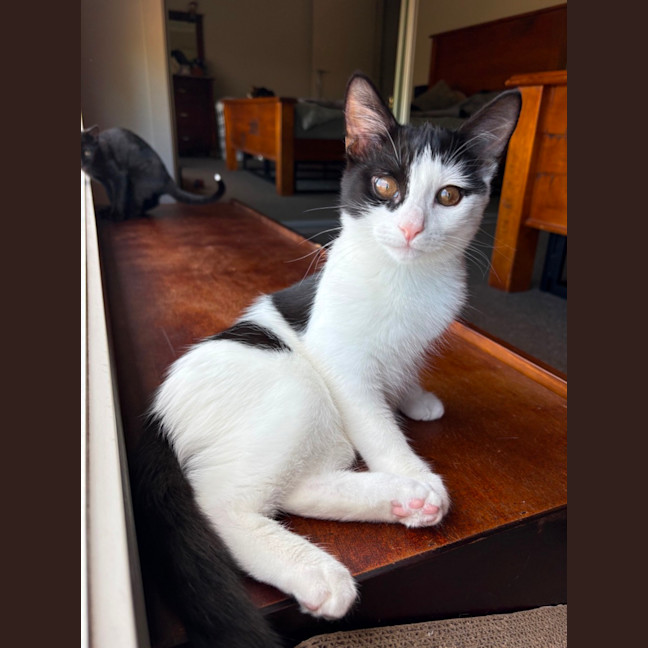 Photo of Candy Cane