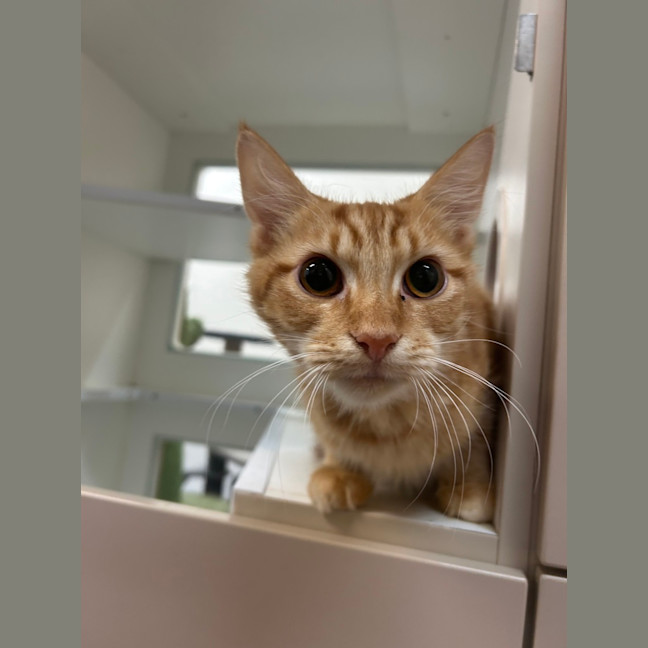 Photo of Ginger