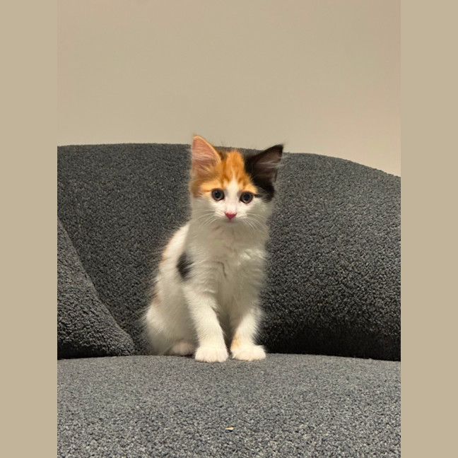 Photo of Feta & Olive