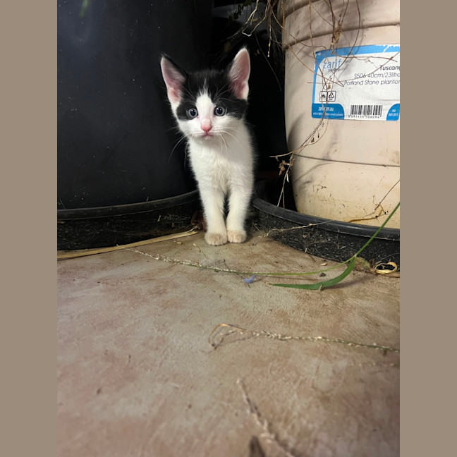 Photo of Cinnamon