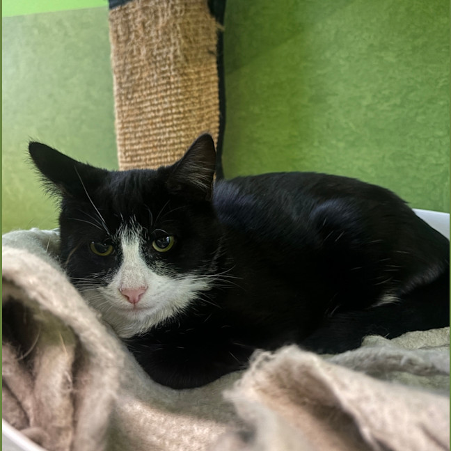Photo of King (Bonded To Prince)