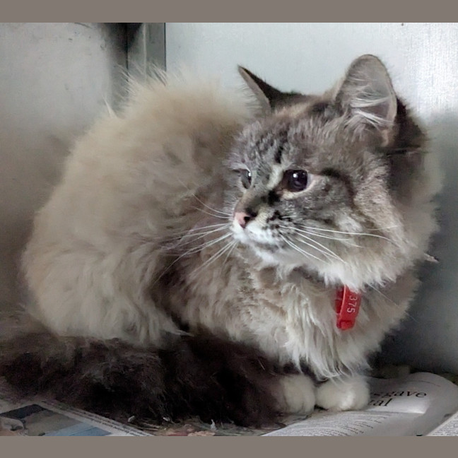Photo of Fluffy