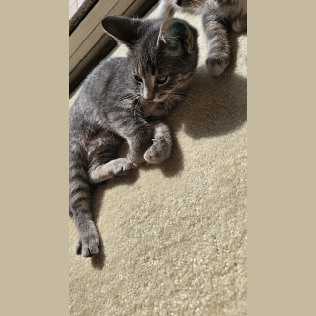 Photo of Kida
