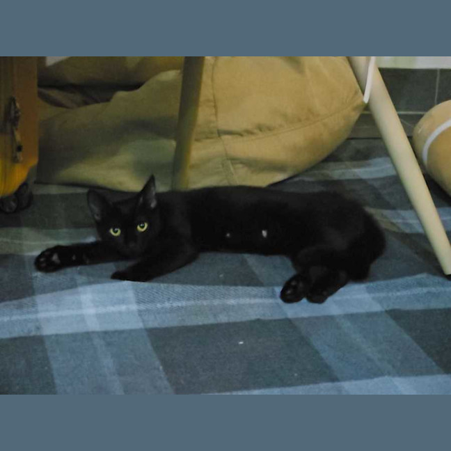 Photo of Scotch And Fillet