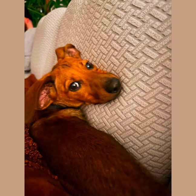 Photo of Coco