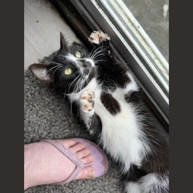 Photo of Smudge   1.5 Year Old Domestic Short Hair