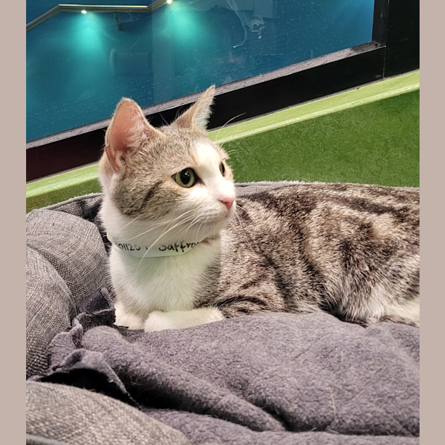 Photo of Saffron