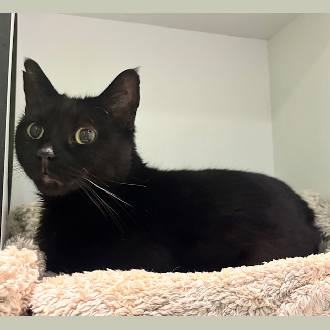 Photo of Panther