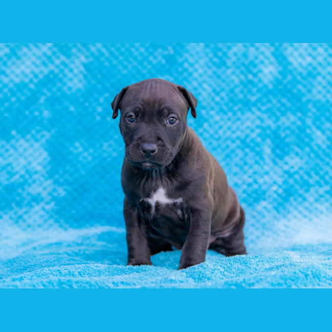 Photo of Licorice Twist