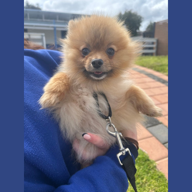 Photo of Joey