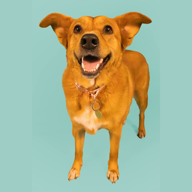 Photo of Nala 