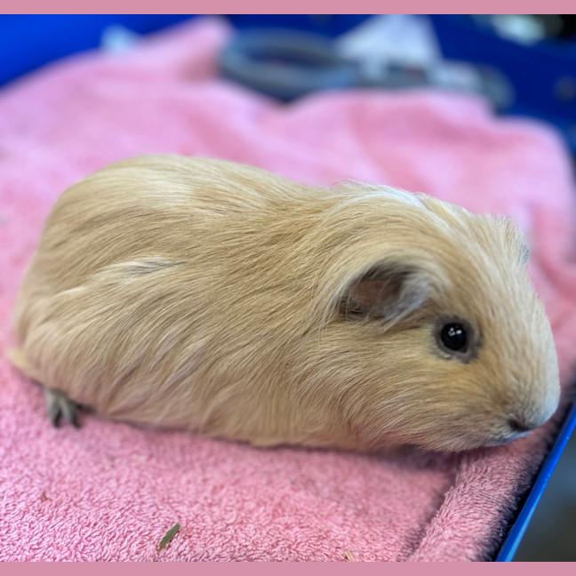 Photo of Bok Choy (Bonded With Choy Sum)