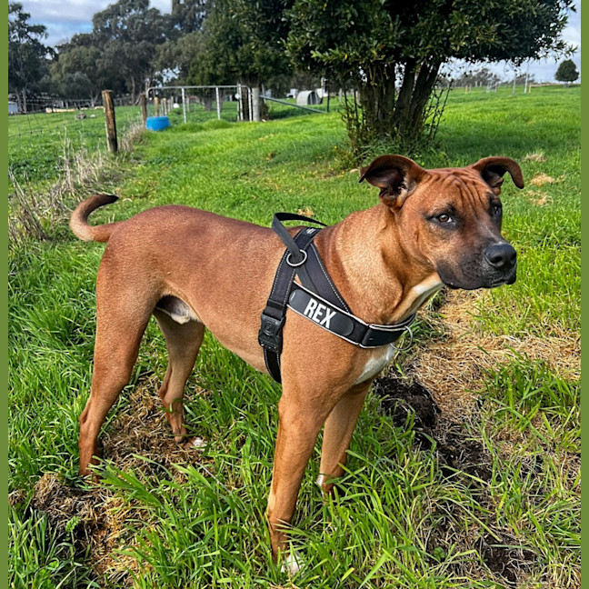 Photo of Rex