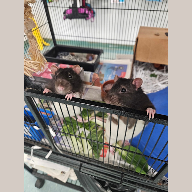 Photo of Pickle 