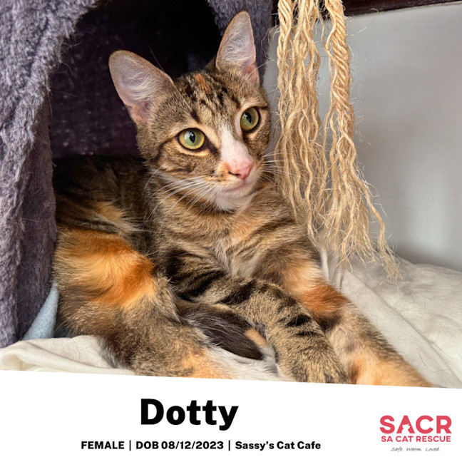 Photo of Dotty