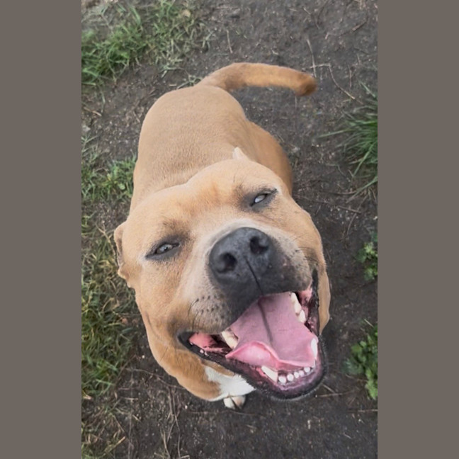 Photo of Scooby