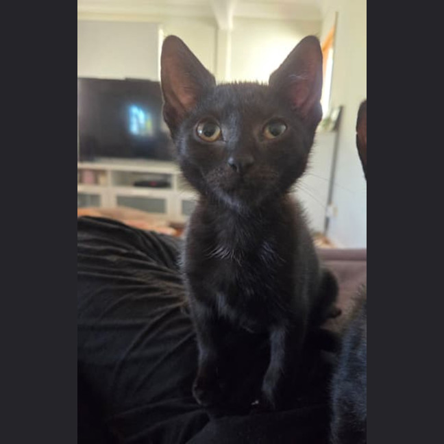 Photo of Frankie